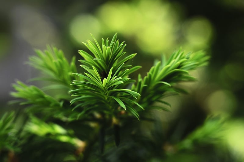 Mindfulness Breath Control